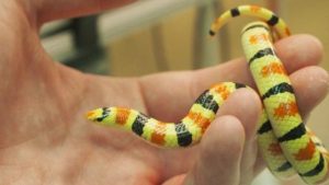 ¿Qué significa soñar con serpientes de colores?