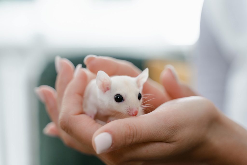 ¿Qué significa soñar con ratones grandes en la casa?