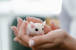 ¿Qué significa soñar con ratas pequeñas?