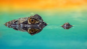 ¿Qué significa soñar con cocodrilos en agua sucia?
