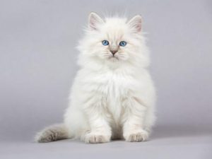 ¿Cuáles son las razas de gatitos con pelo largo?