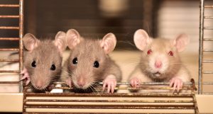 Qué significa soñar con ratas vivas?