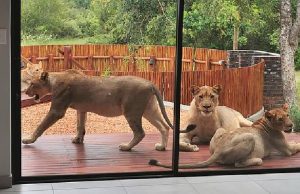 leones en tu casa