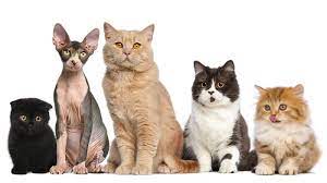 ¿Cuáles son los tipos de gatitos más comunes?