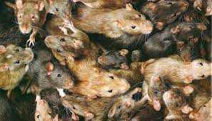 Qué significa soñar con muchas ratas?