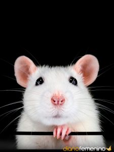Qué significa soñar con ratas blancas?