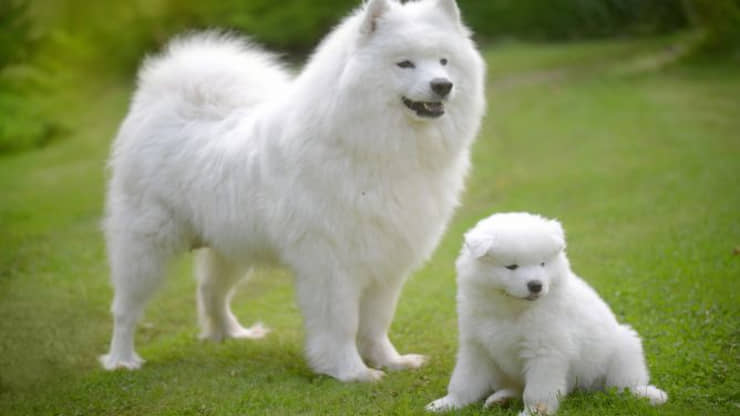 perros blancos
