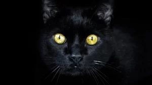 gato negro que te mira