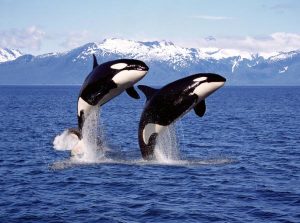 soñar con ballenas orcas en el mar?