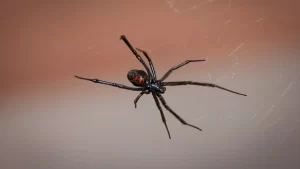 soñar con arañas viudas negras?
