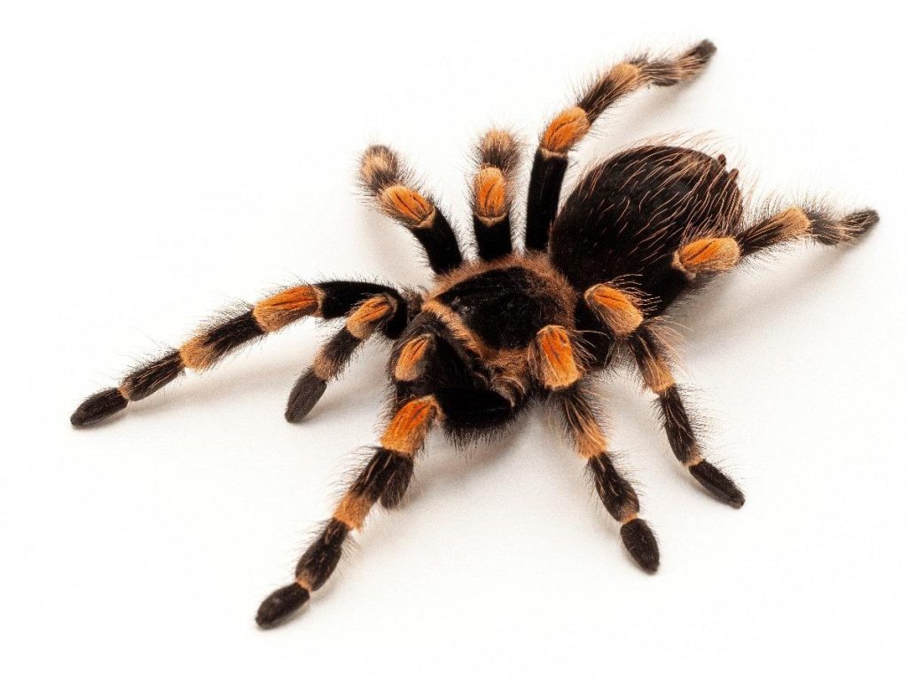 soñar con arañas negras grandes y peludas?