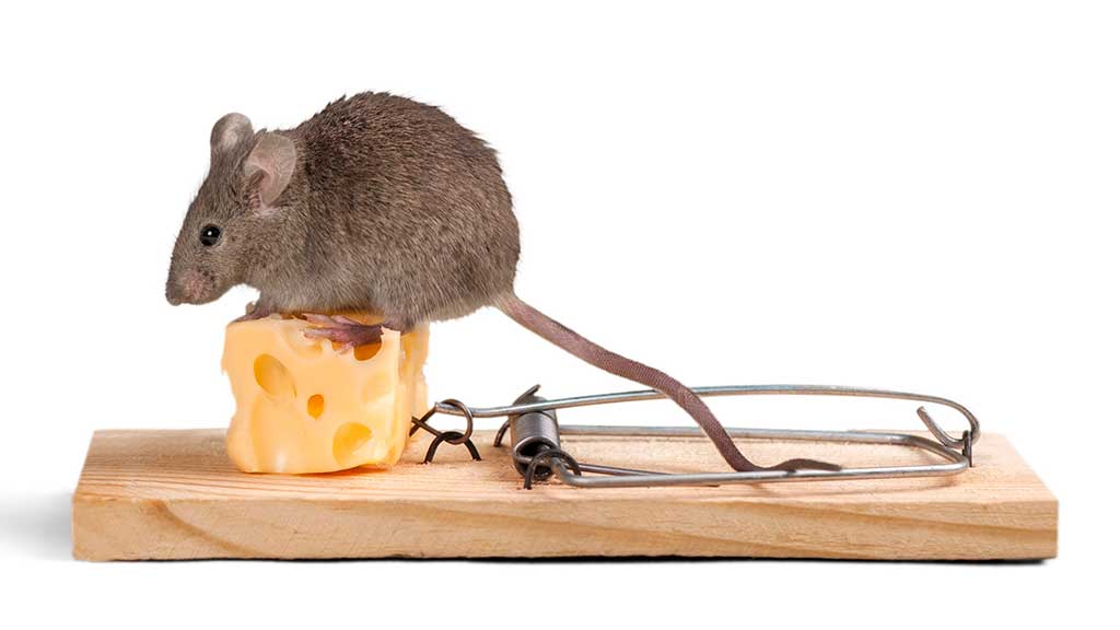 Qué se debe poner en las trampas para ratones como cebo?