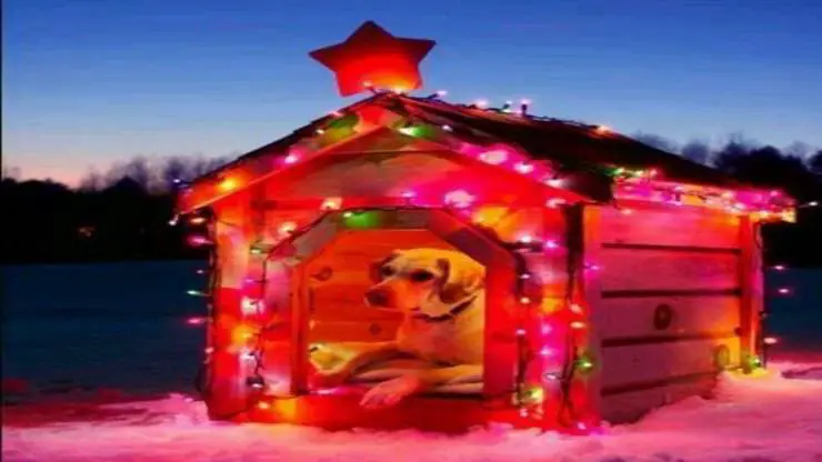 Adornar caseta para perros en Navidad